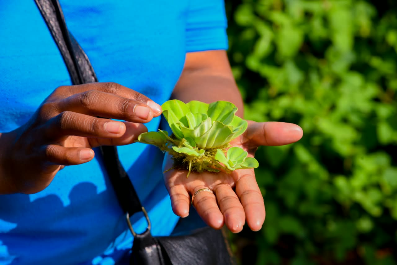 Seedlings